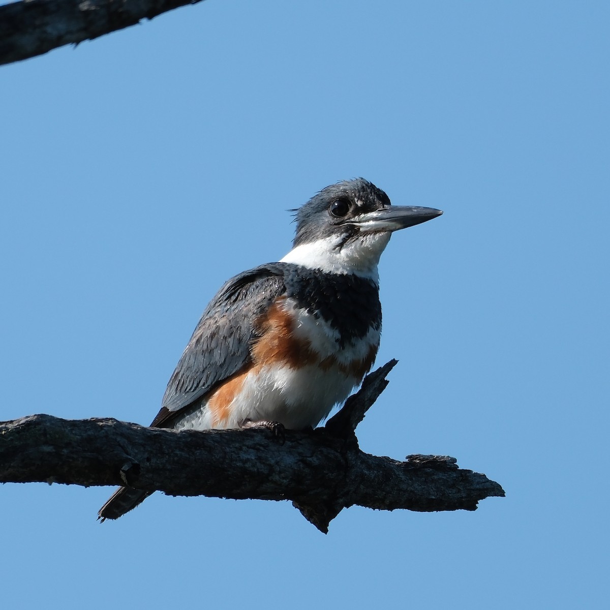Belted Kingfisher - ML637602680