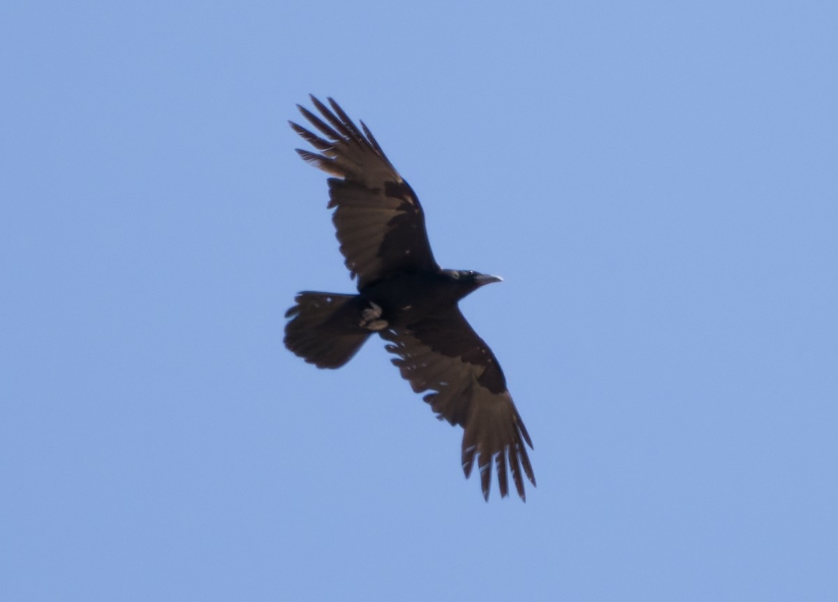 Common Raven - ML637602683
