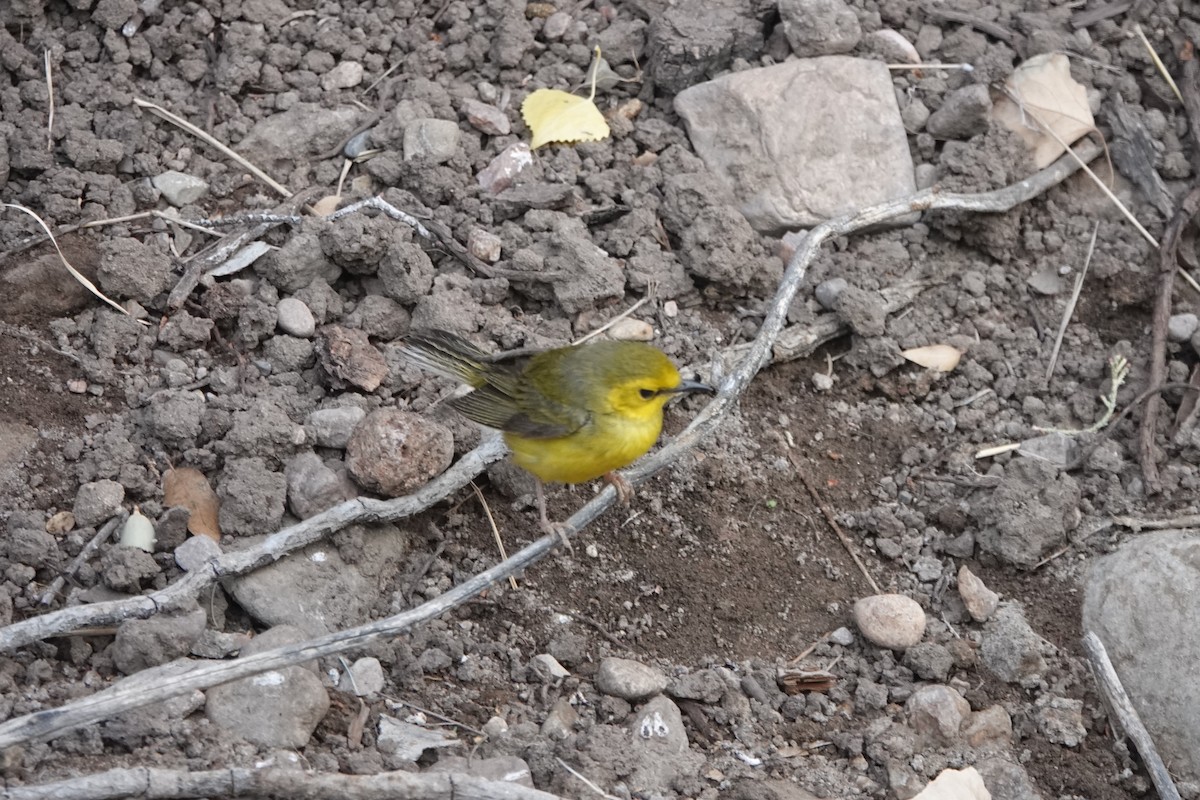 Hooded Warbler - ML637602695