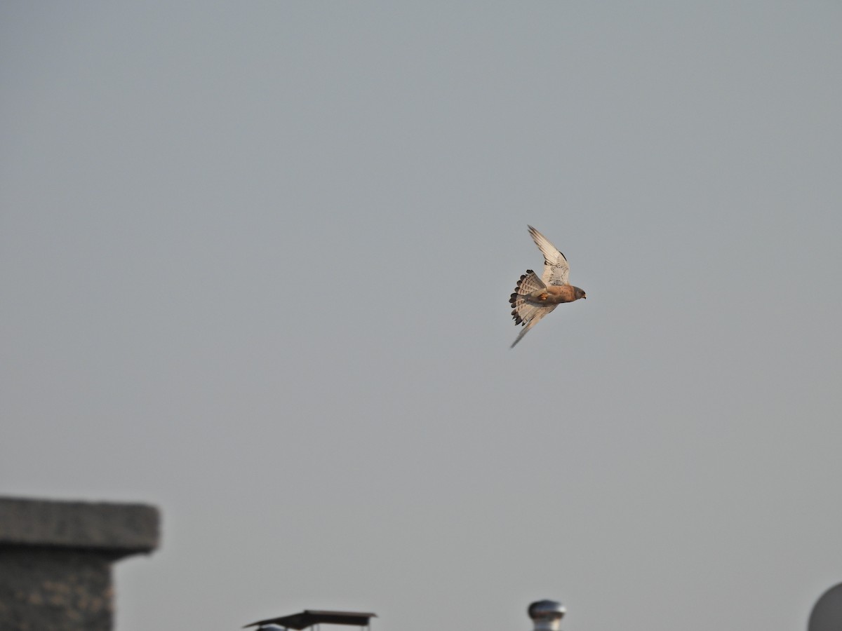 Lesser Kestrel - ML637602697