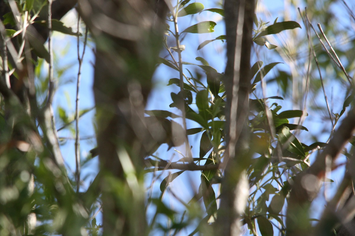Cape White-eye - ML637602717