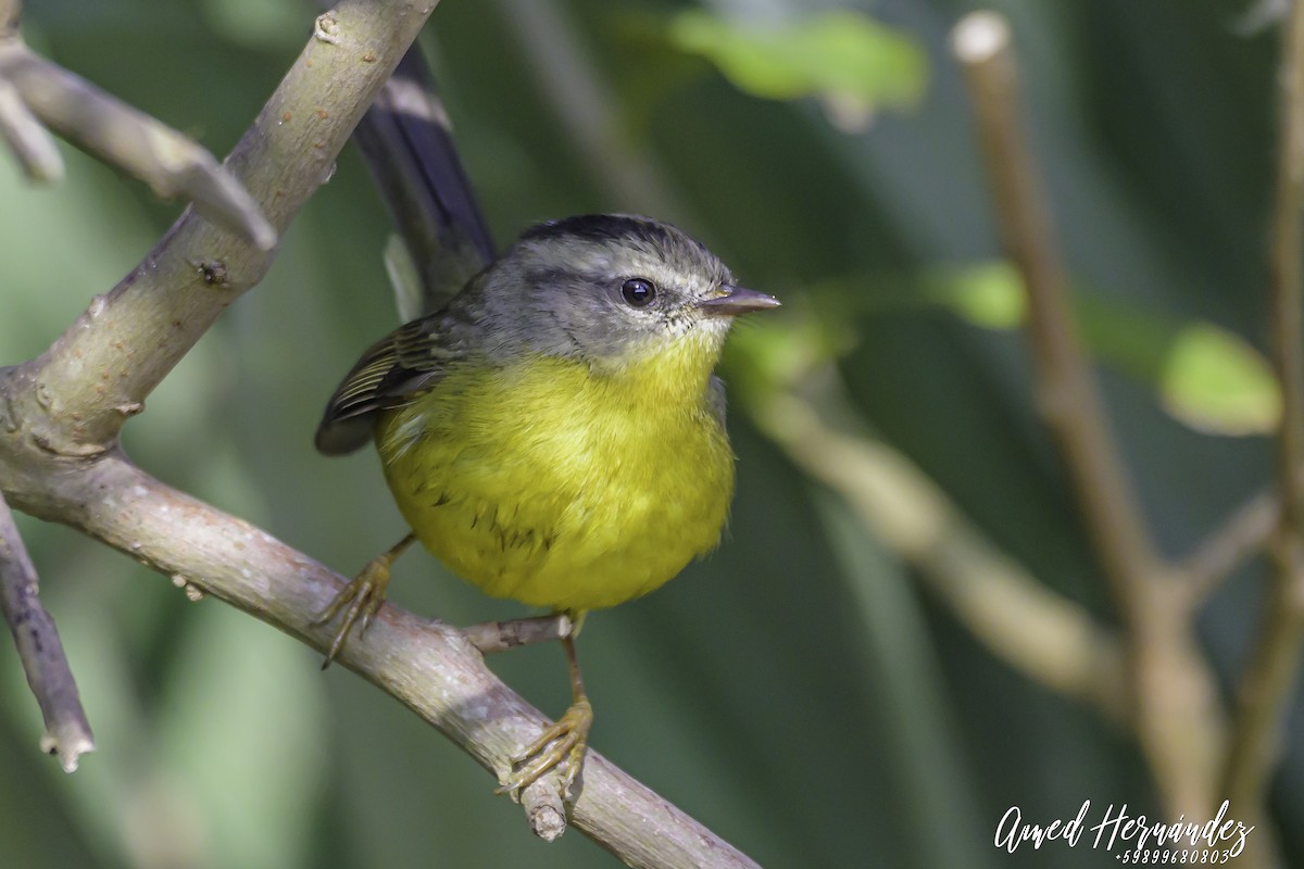Golden-crowned Warbler - ML637602729