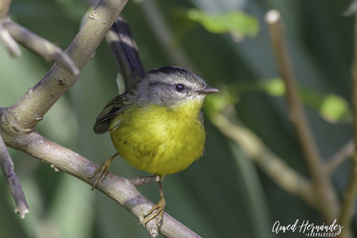 Golden-crowned Warbler - ML637602733