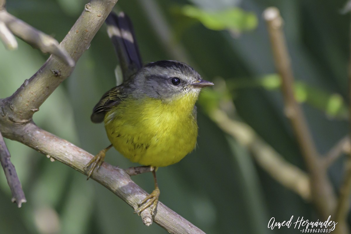 Golden-crowned Warbler - ML637602735