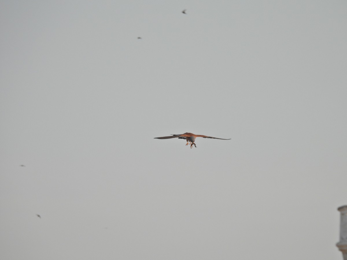 Lesser Kestrel - ML637602744