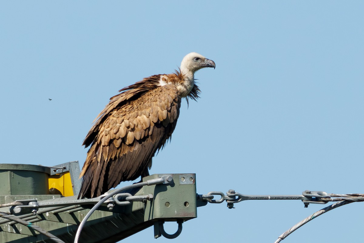 Eurasian Griffon - ML637602762
