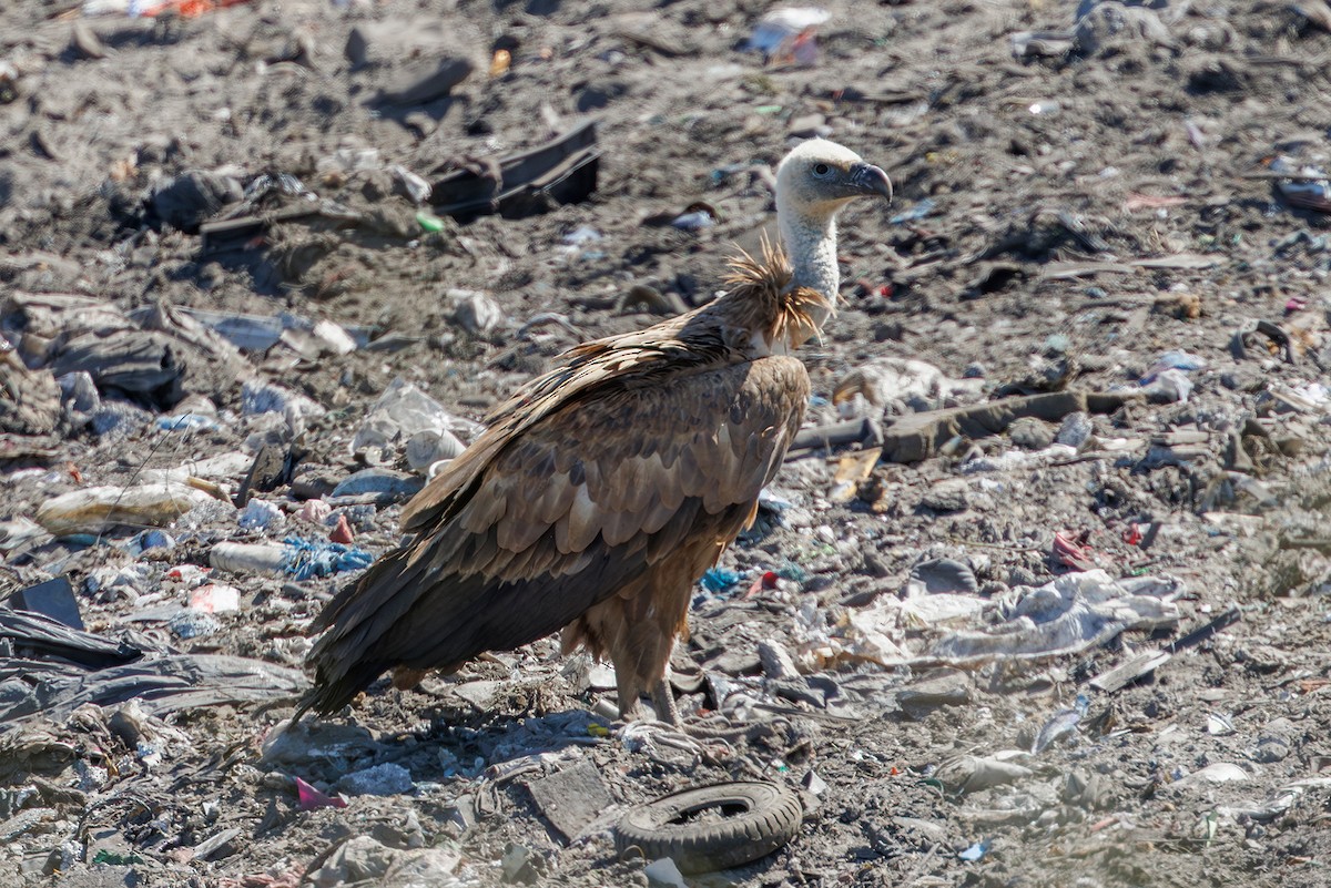 Eurasian Griffon - ML637602767