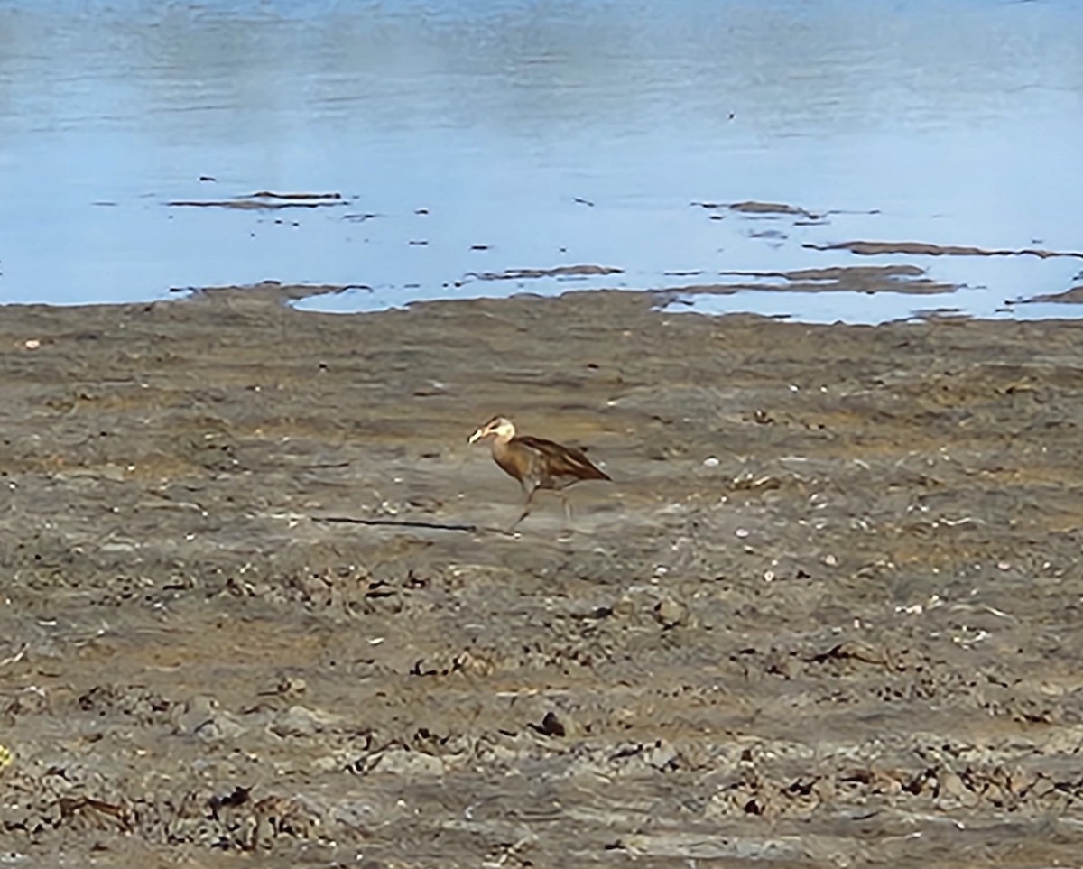 Clapper Rail (Gulf Coast) - ML637602769