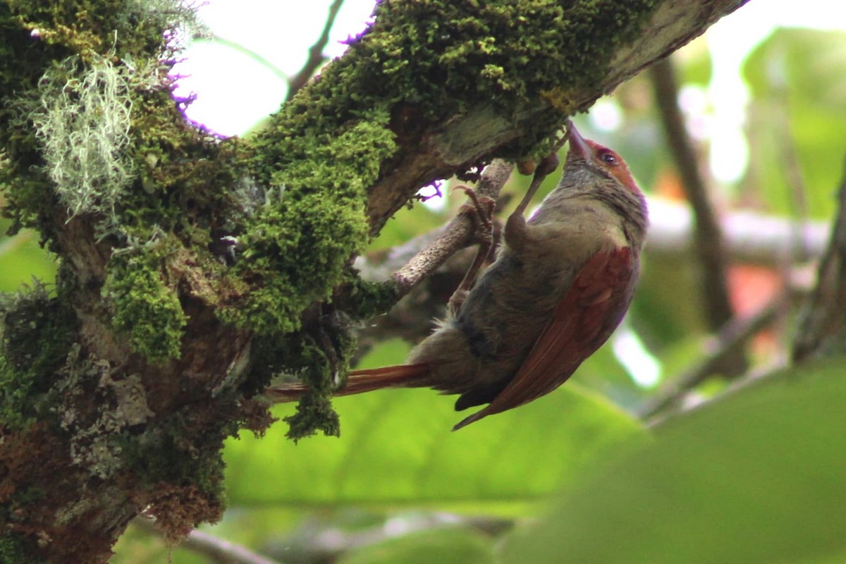 Red-faced Spinetail - ML637602777