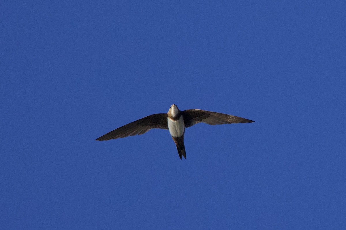 Alpine Swift - ML637602778