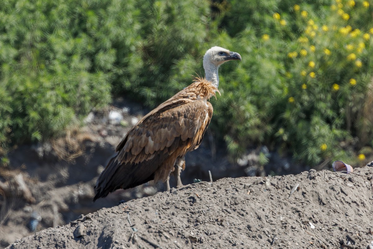 Eurasian Griffon - ML637602783