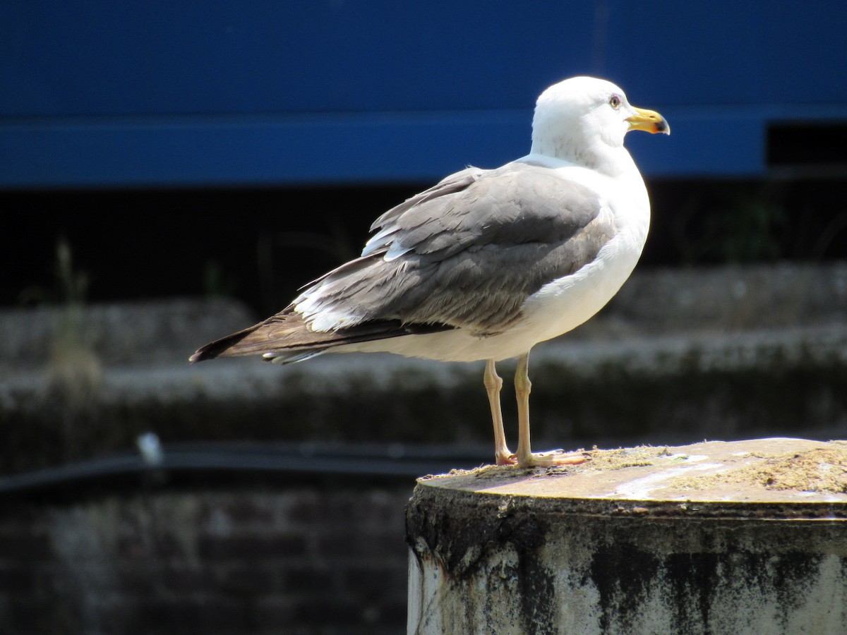 Yellow-legged Gull - ML637602788