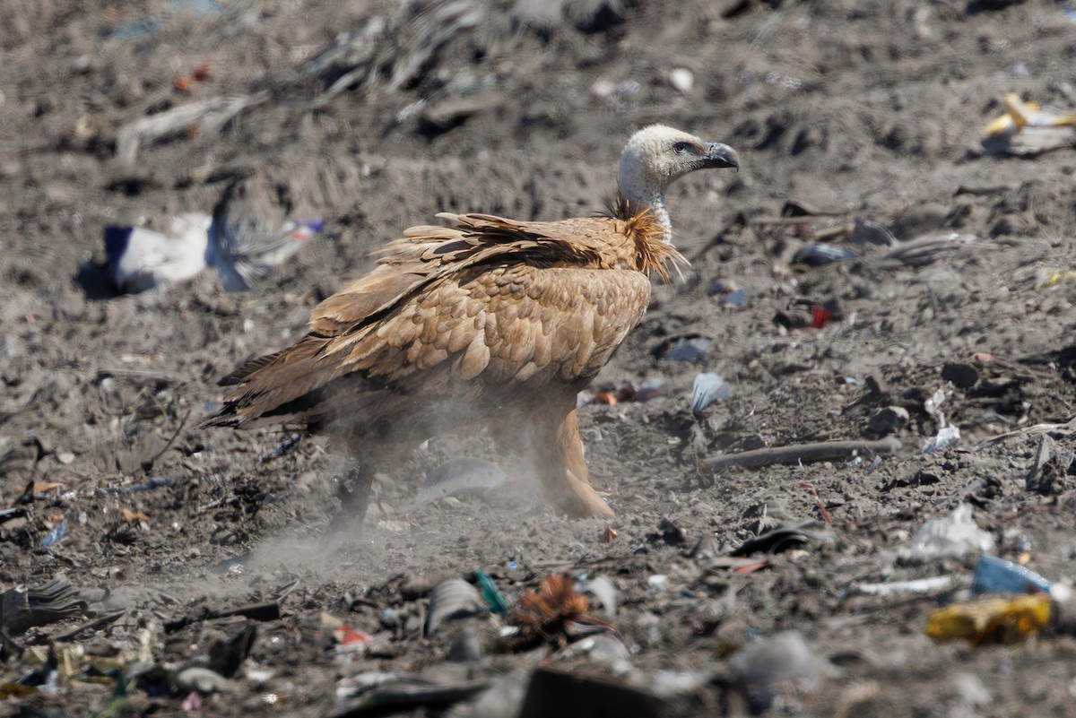 Eurasian Griffon - ML637602789