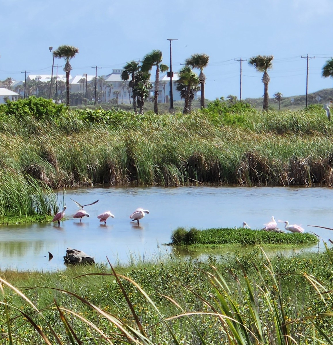 Roseate Spoonbill - ML637602822