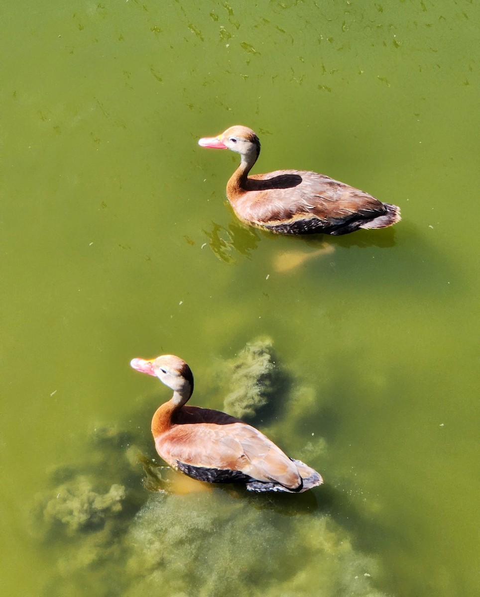 Black-bellied Whistling-Duck - ML637602827
