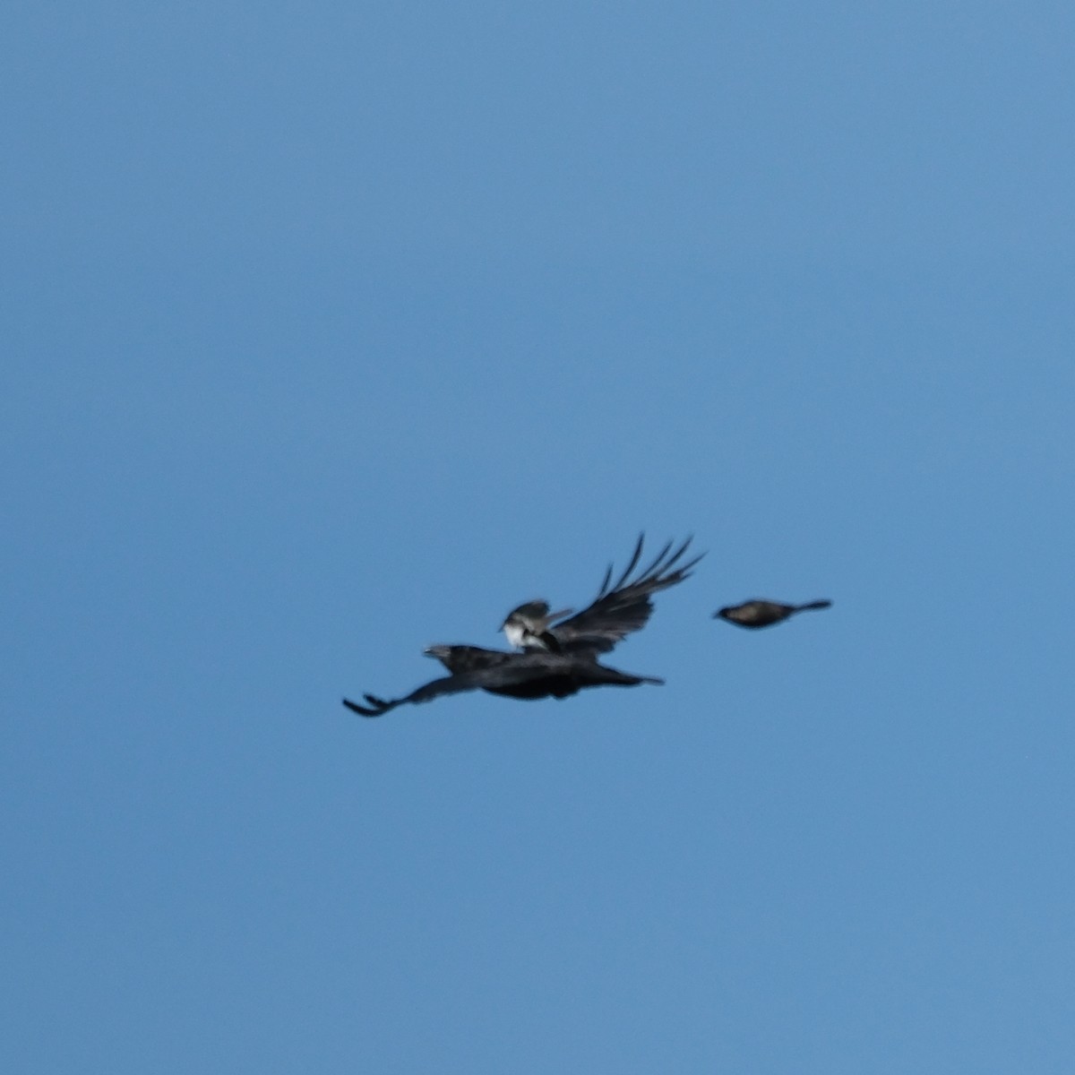 Common Raven - ML637602830