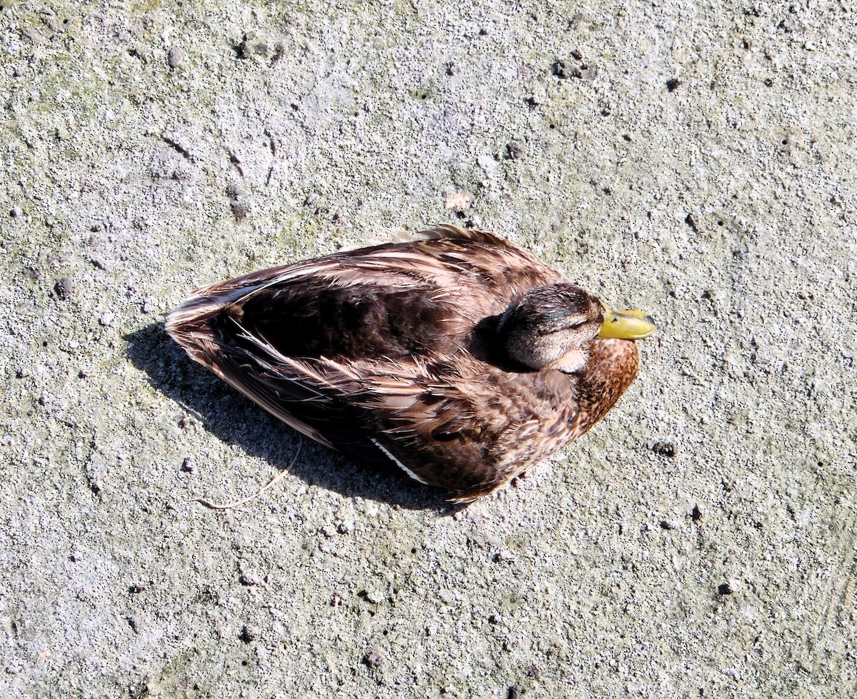 kachna divoká x pobřežní (hybrid) - ML637602832