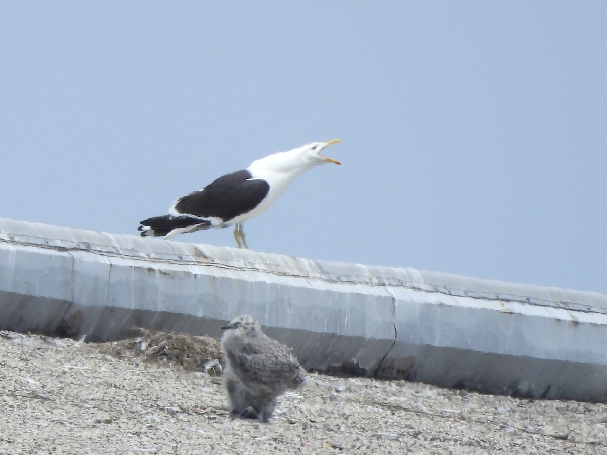 Kelp Gull - ML637602836