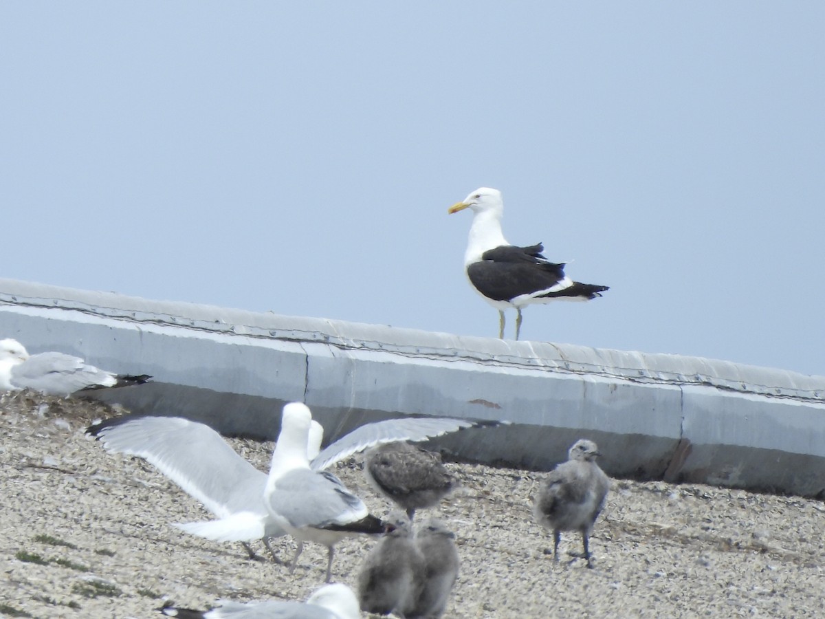 Kelp Gull - ML637602837