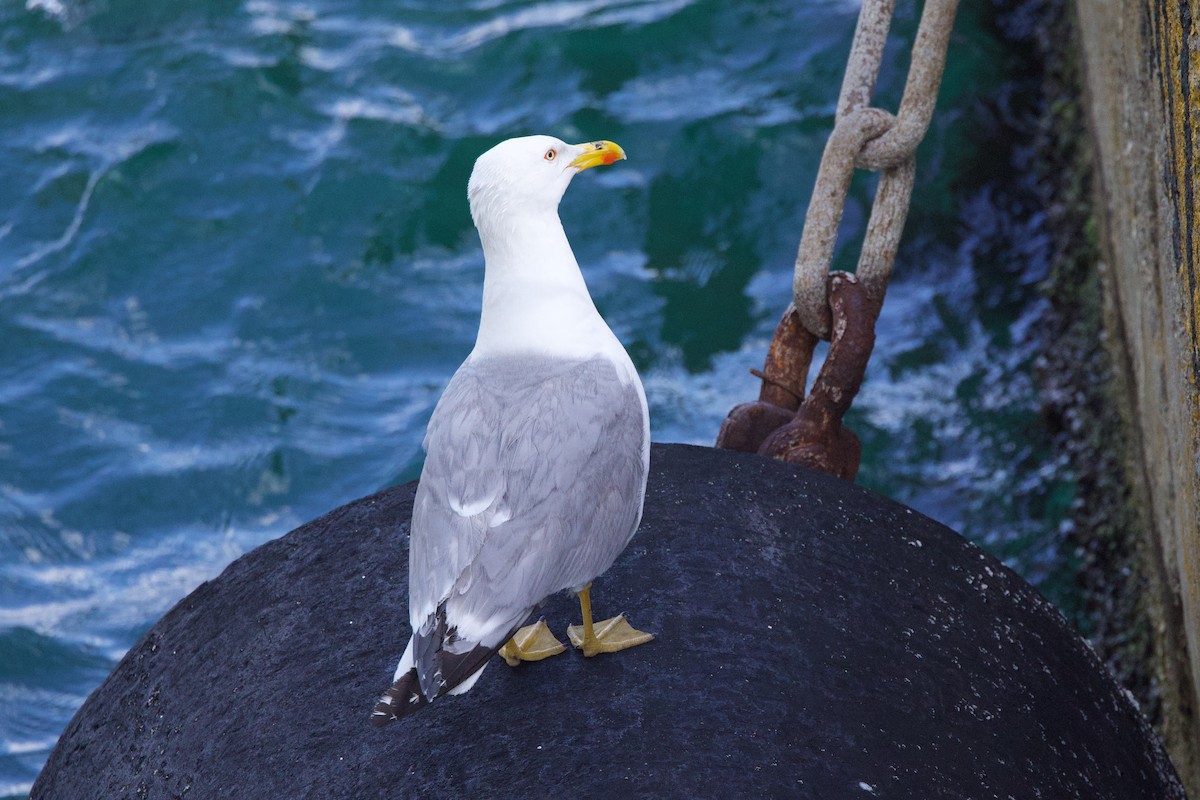 Yellow-legged Gull - ML637602842