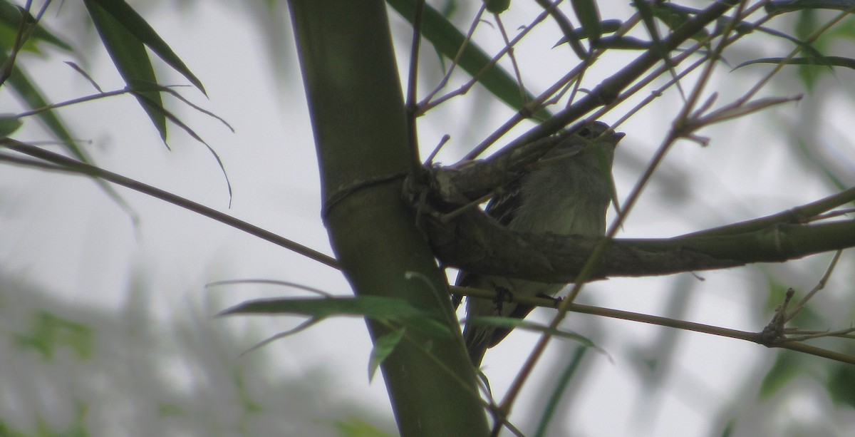 Small-billed Elaenia - ML637602843