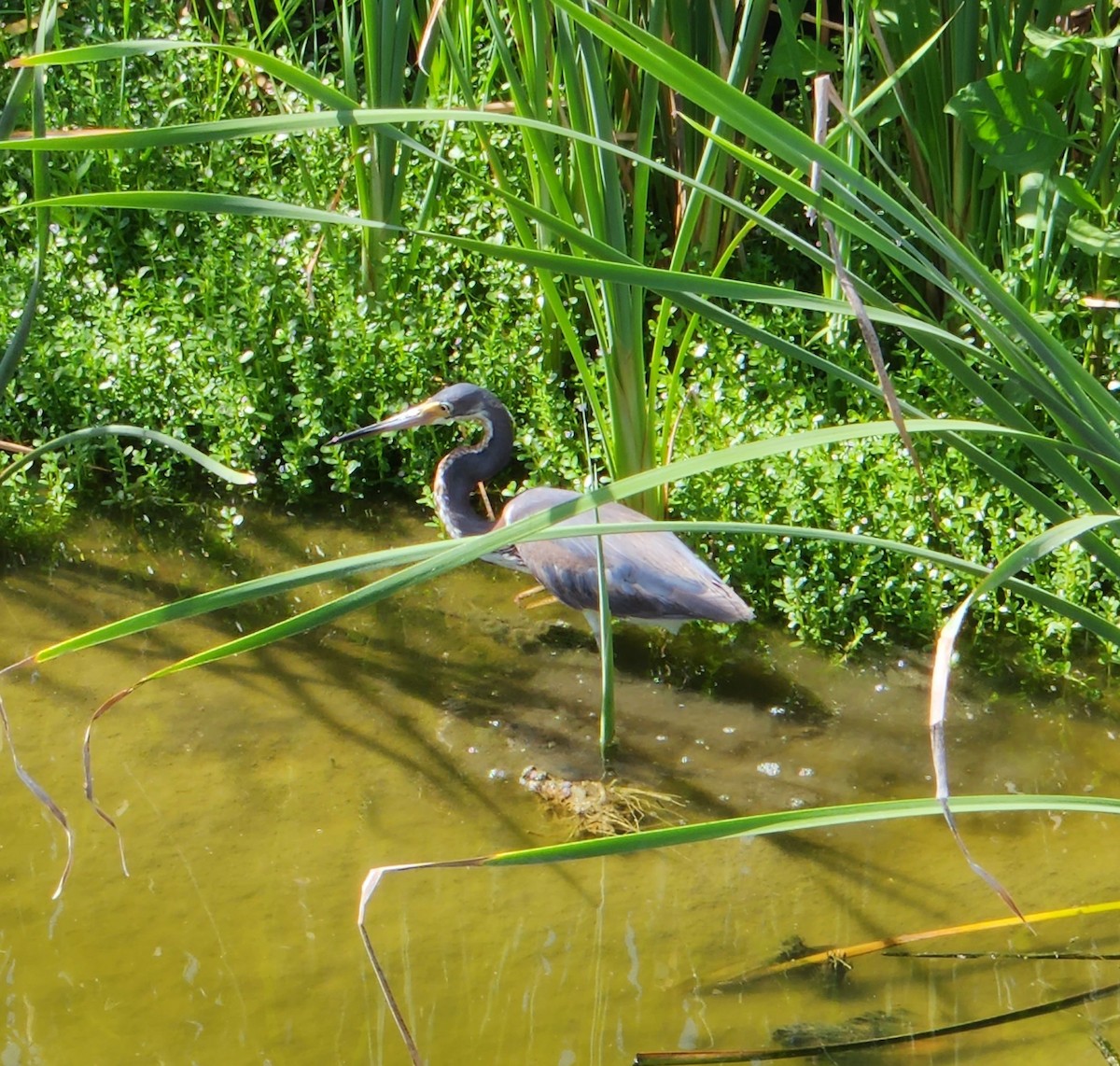 Tricolored Heron - ML637602844