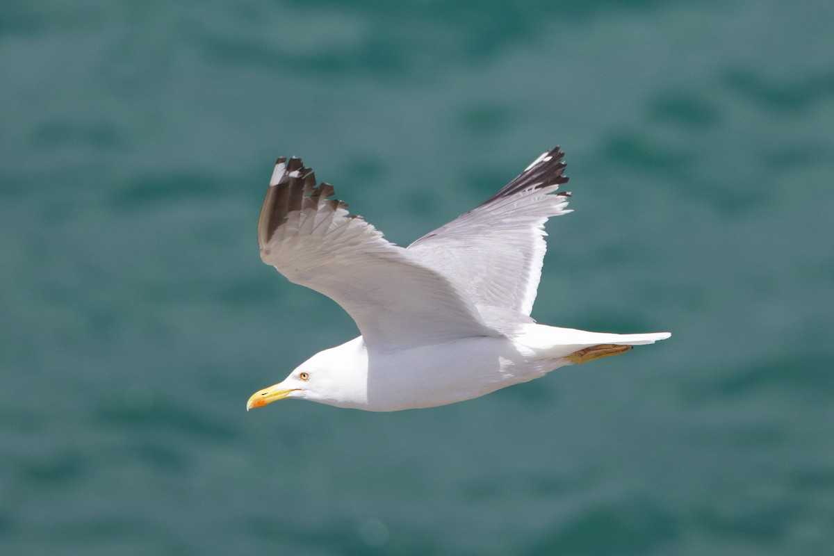 Yellow-legged Gull - ML637602865