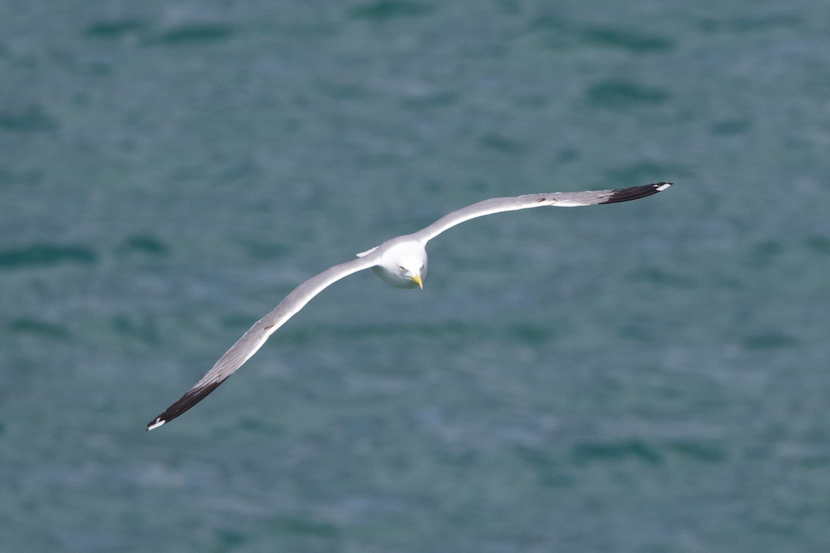 Yellow-legged Gull - ML637602874
