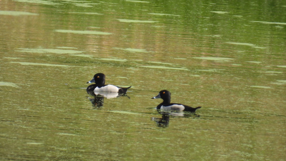 Ring-necked Duck - ML637602878