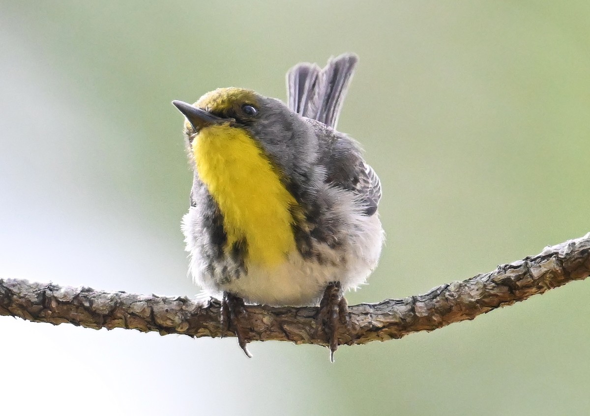 Olive-capped Warbler - ML637602879