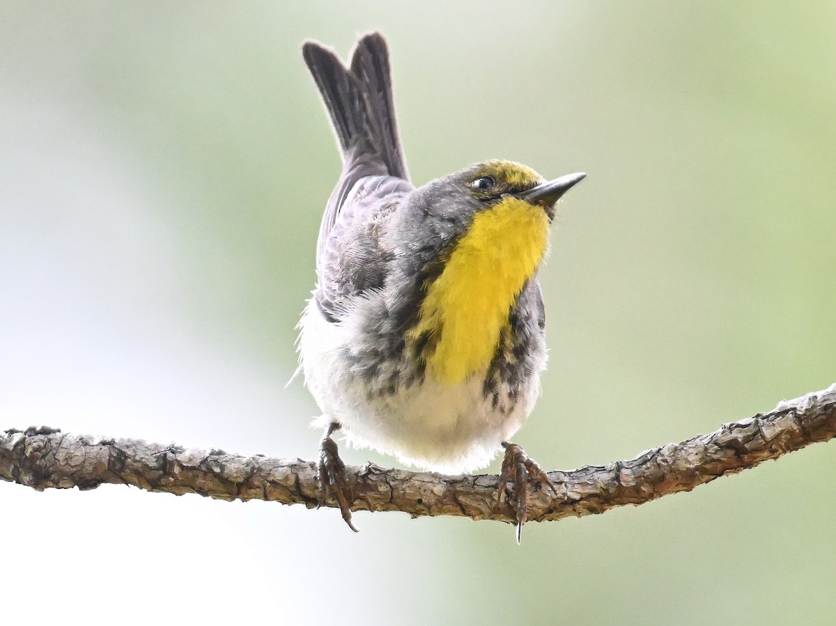 Olive-capped Warbler - ML637602880