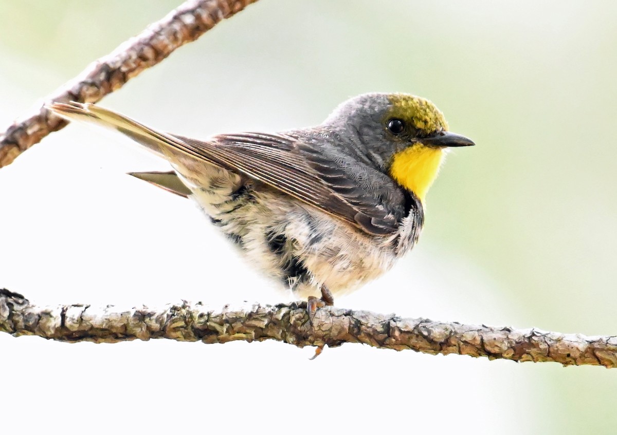 Olive-capped Warbler - ML637602881