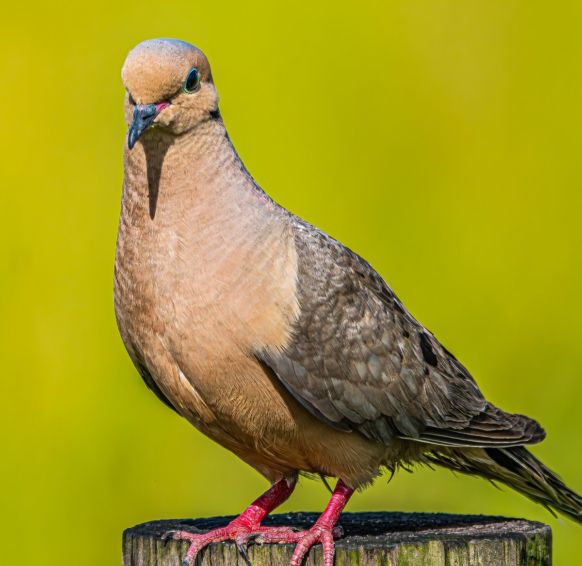 Mourning Dove - ML637602904