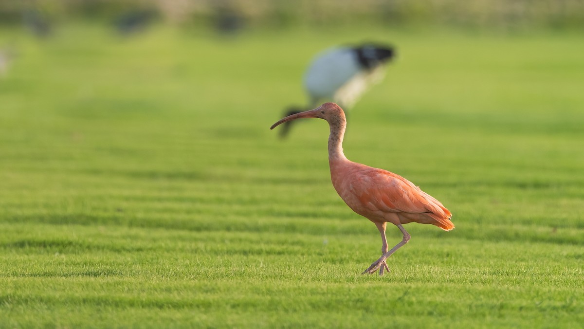 Scarlet Ibis - ML637602915