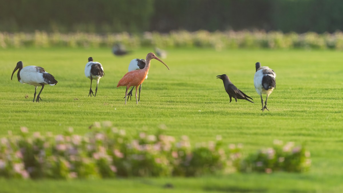 Scarlet Ibis - ML637602916