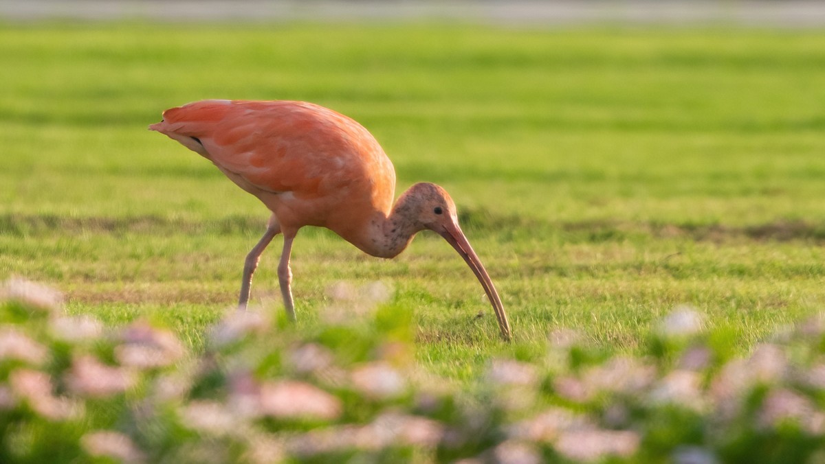 Scarlet Ibis - ML637602929