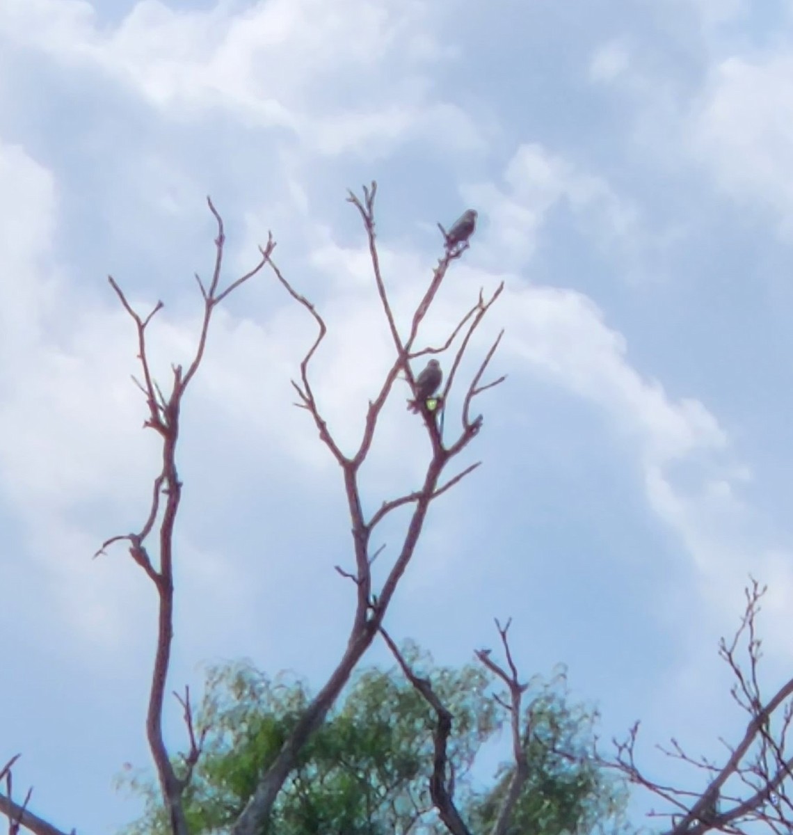 White-tailed Kite - ML637602930