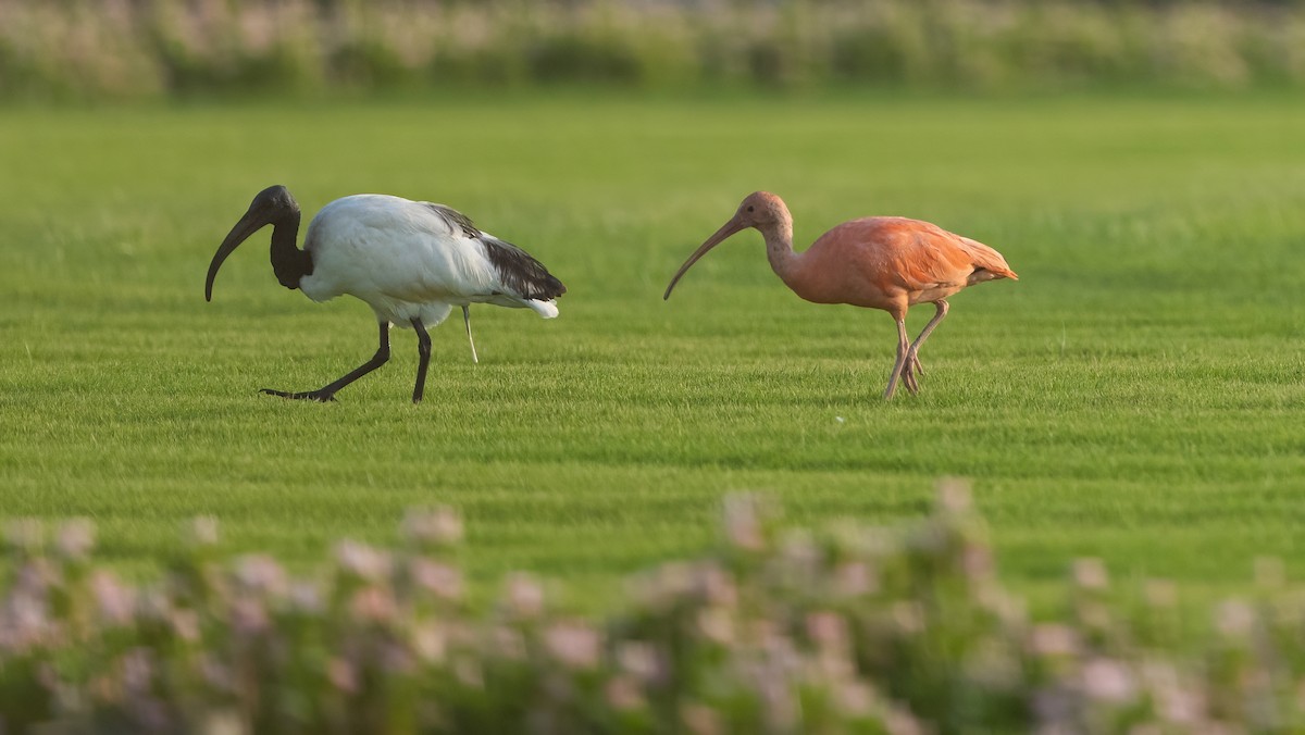 Scarlet Ibis - ML637602938