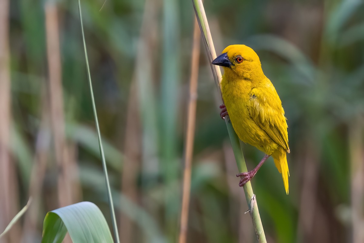 African Golden-Weaver - ML637602955