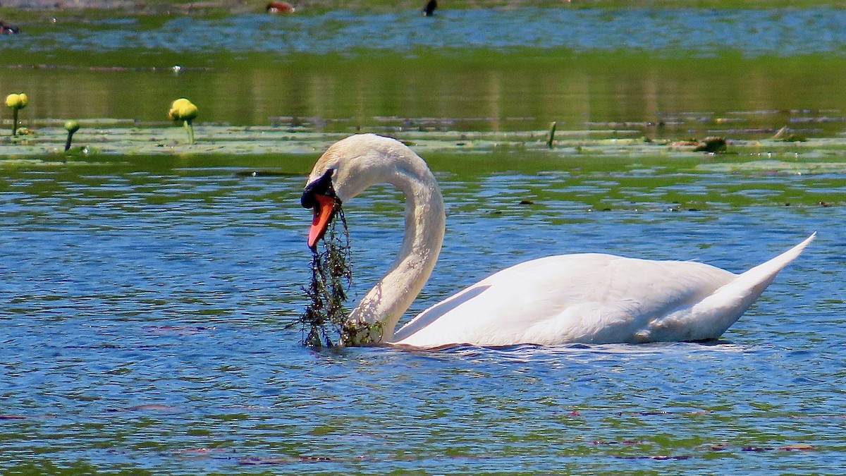 Cygne tuberculé - ML637602957