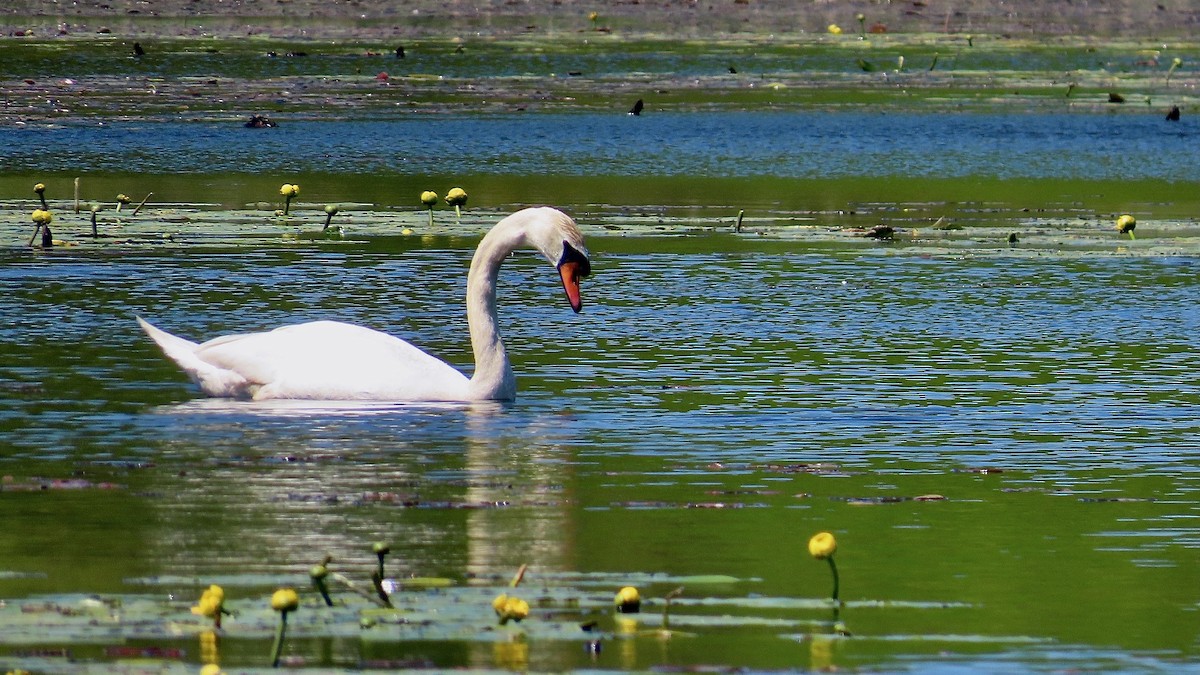 Cygne tuberculé - ML637602958