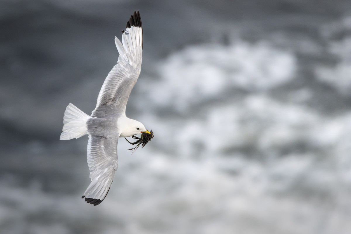 Black-legged Kittiwake - ML637602976