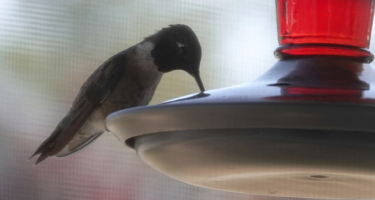 Black-chinned Hummingbird - ML637602979