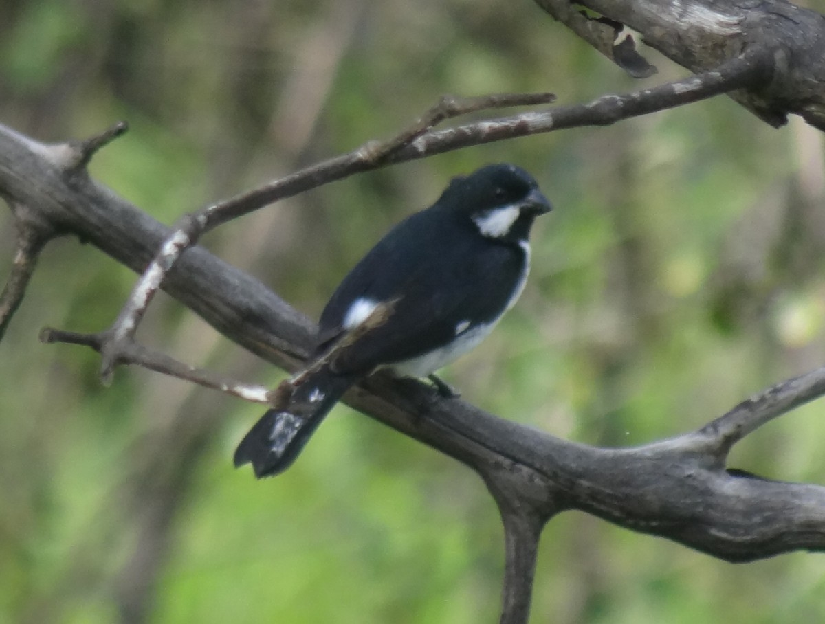 Lesson's Seedeater - ML637602997