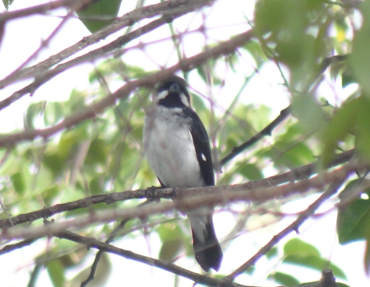 Lesson's Seedeater - ML637602998