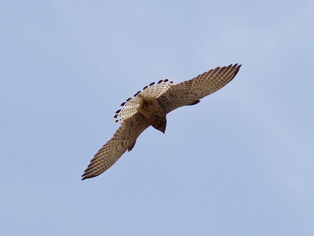 Lesser Kestrel - ML637603018