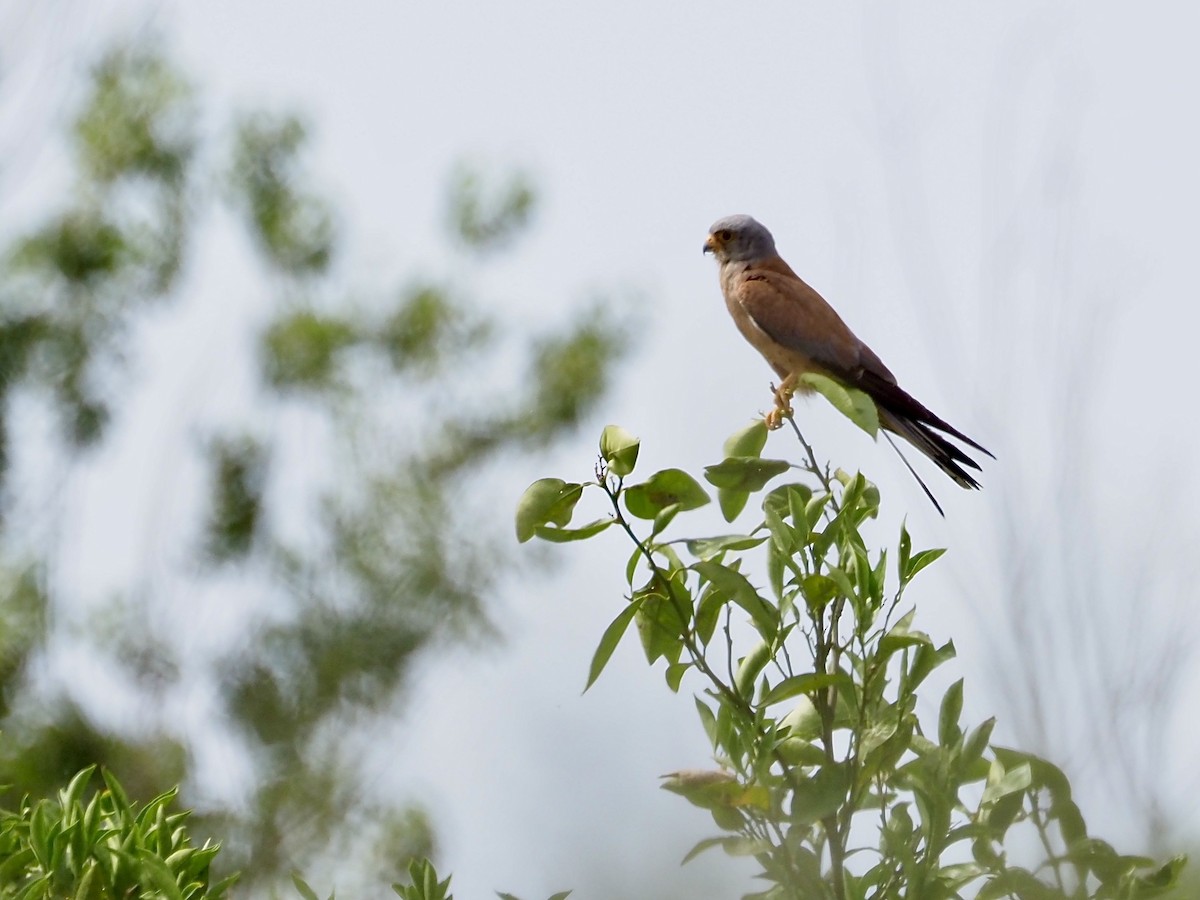 Lesser Kestrel - ML637603019