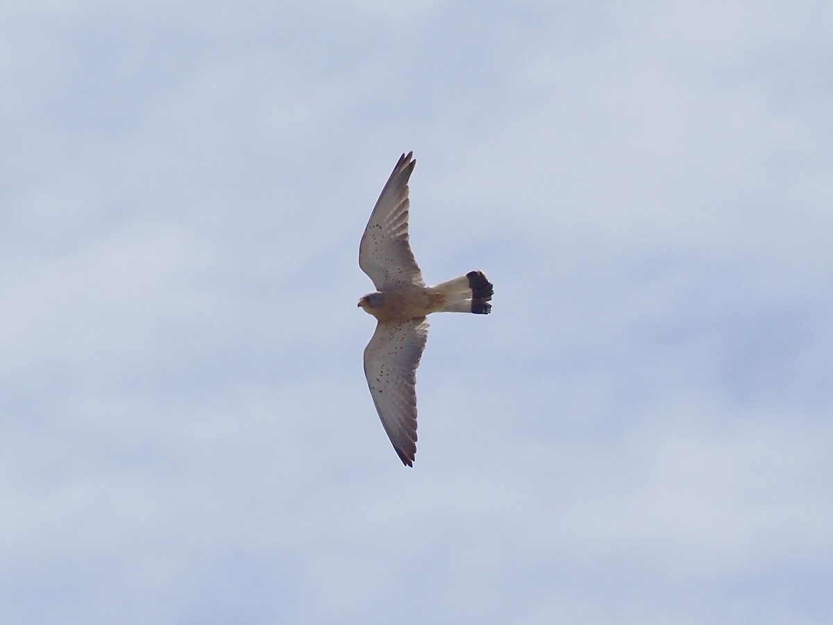 Lesser Kestrel - ML637603020