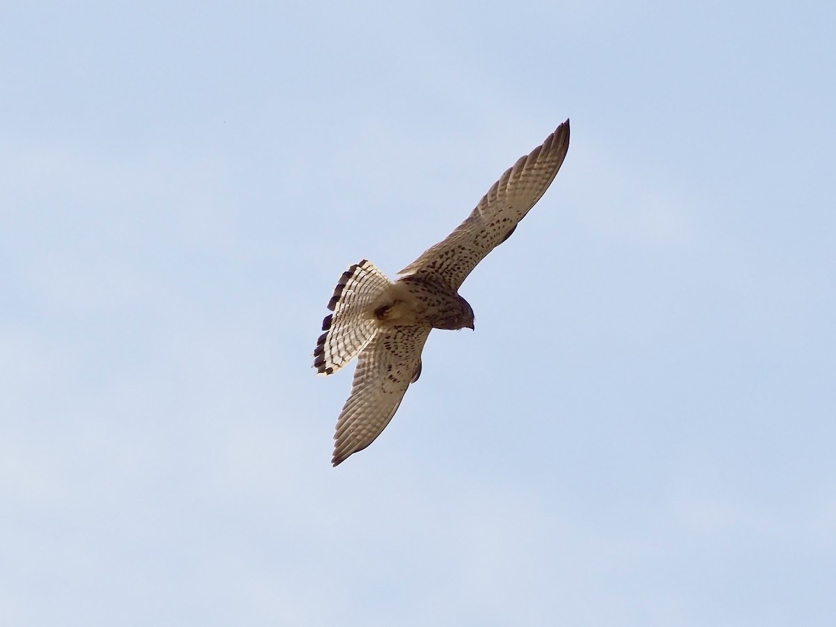 Lesser Kestrel - ML637603021