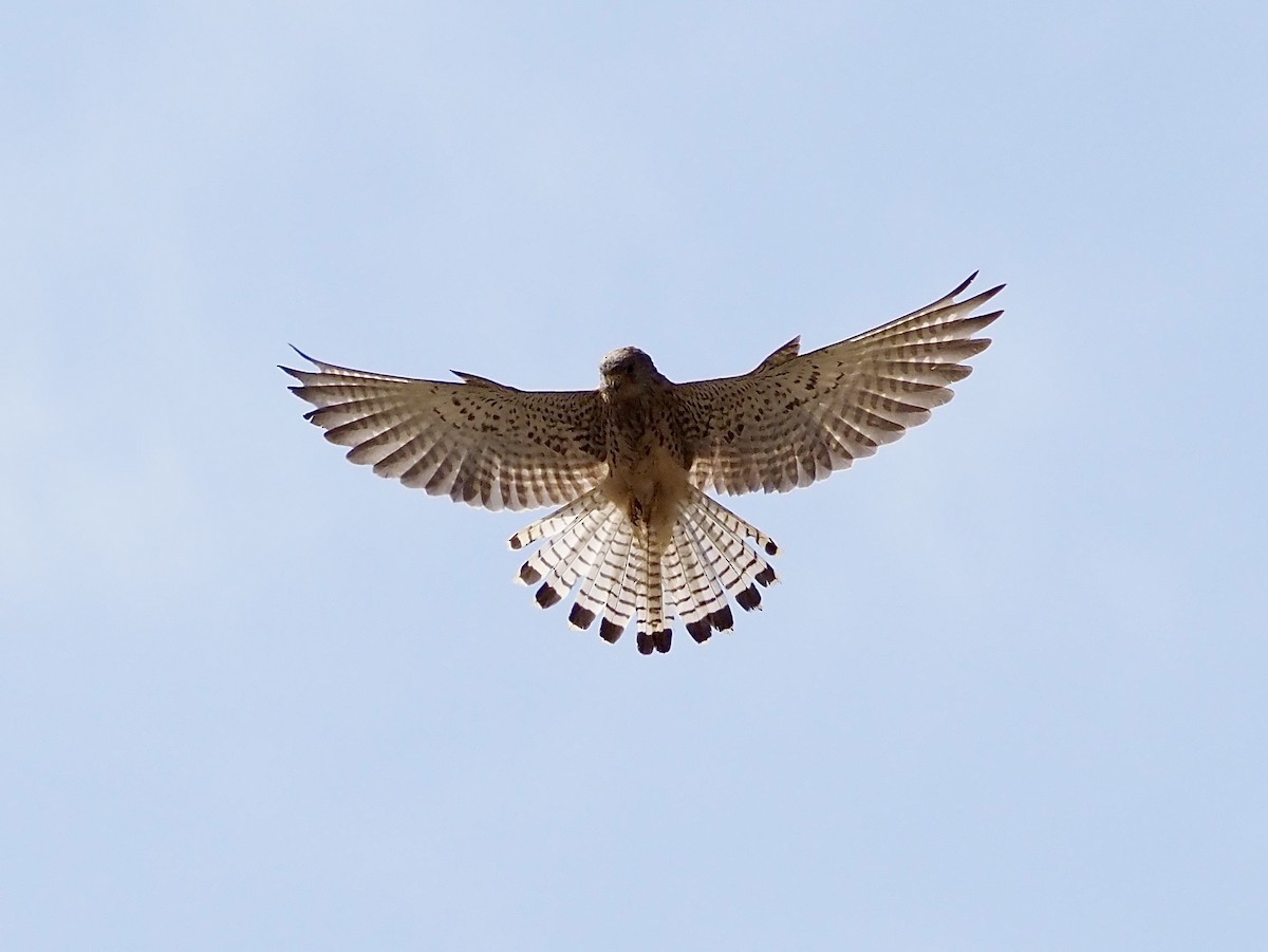 Lesser Kestrel - ML637603022
